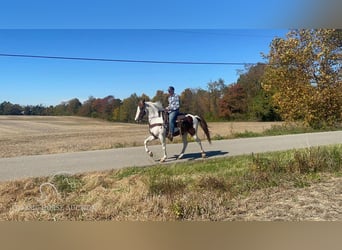 Tennessee Walking Horse, Castrone, 14 Anni, 152 cm, Tobiano-tutti i colori
