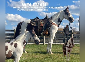 Tennessee Walking Horse, Castrone, 14 Anni, 152 cm, Tobiano-tutti i colori
