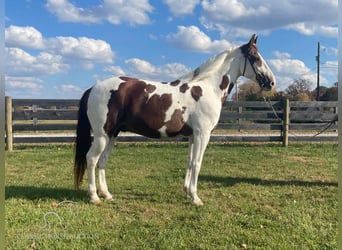 Tennessee Walking Horse, Castrone, 14 Anni, 152 cm, Tobiano-tutti i colori