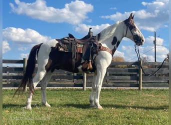 Tennessee Walking Horse, Castrone, 14 Anni, 152 cm, Tobiano-tutti i colori