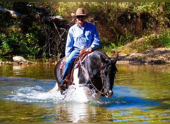 Tennessee Walking Horse, Castrone, 14 Anni, 152 cm, Tobiano-tutti i colori