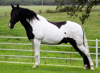 Tennessee Walking Horse, Castrone, 14 Anni, 152 cm, Tobiano-tutti i colori