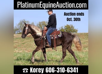 Tennessee Walking Horse, Castrone, 14 Anni, 155 cm, Baio