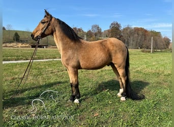 Tennessee Walking Horse, Castrone, 15 Anni, 152 cm, Pelle di daino