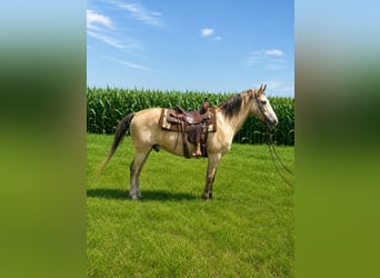 Tennessee Walking Horse, Castrone, 15 Anni, 152 cm, Pelle di daino