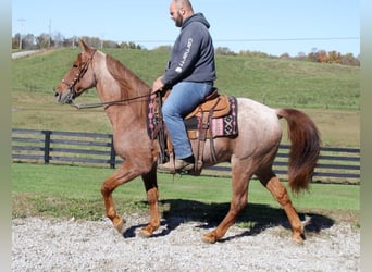 Tennessee Walking Horse, Castrone, 15 Anni, 155 cm, Roano rosso