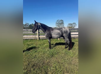 Tennessee Walking Horse, Castrone, 15 Anni, 157 cm
