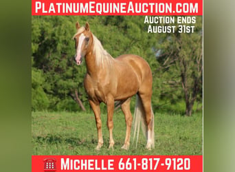Tennessee Walking Horse, Castrone, 16 Anni, 152 cm, Palomino