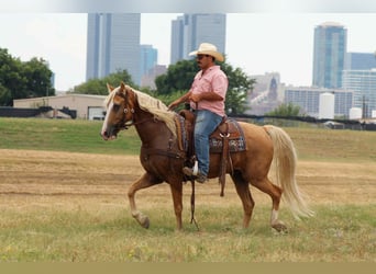 Tennessee Walking Horse, Castrone, 16 Anni, 152 cm, Palomino