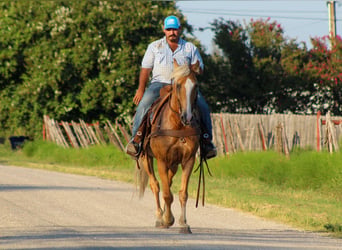 Tennessee Walking Horse, Castrone, 16 Anni, 152 cm, Palomino