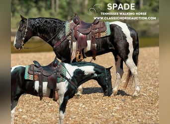 Tennessee Walking Horse, Castrone, 16 Anni, 152 cm, Tobiano-tutti i colori