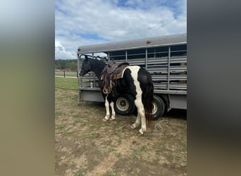 Tennessee Walking Horse, Castrone, 16 Anni, 152 cm, Tobiano-tutti i colori