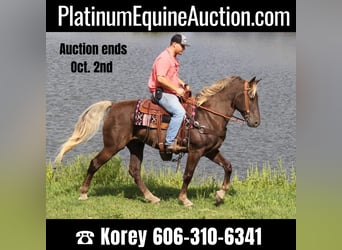 Tennessee Walking Horse, Castrone, 16 Anni, 163 cm, Baio