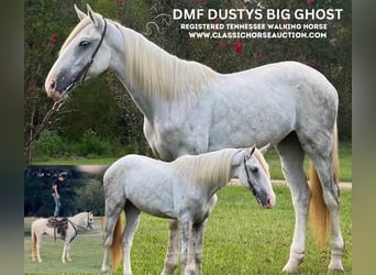 Tennessee Walking Horse, Castrone, 2 Anni, 152 cm, Grigio