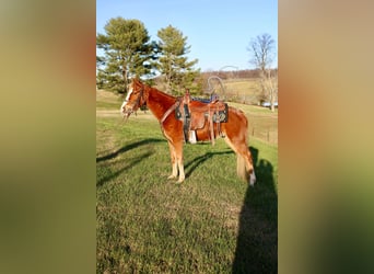 Tennessee Walking Horse, Castrone, 3 Anni, 132 cm, Sauro ciliegia