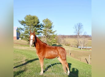 Tennessee Walking Horse, Castrone, 3 Anni, 132 cm, Sauro ciliegia