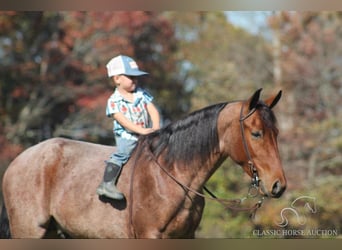 Tennessee Walking Horse, Castrone, 3 Anni, 142 cm, Baio ciliegia