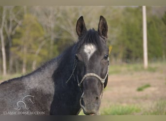 Tennessee Walking Horse, Castrone, 3 Anni, 142 cm, Roano blu