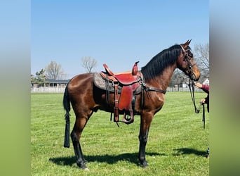 Tennessee Walking Horse, Castrone, 3 Anni, 152 cm, Baio ciliegia