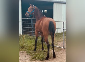 Tennessee Walking Horse, Castrone, 3 Anni, 152 cm, Baio ciliegia