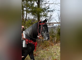 Tennessee Walking Horse, Castrone, 3 Anni, 152 cm, Grigio