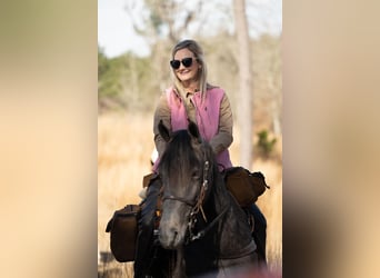 Tennessee Walking Horse, Castrone, 3 Anni, 152 cm, Roano blu
