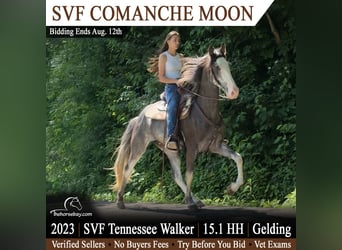 Tennessee Walking Horse, Castrone, 3 Anni, 155 cm, Baio nero