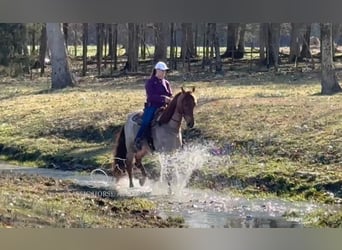 Tennessee Walking Horse, Castrone, 3 Anni, 163 cm, Roano rosso