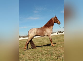 Tennessee Walking Horse, Castrone, 3 Anni, 163 cm, Roano rosso