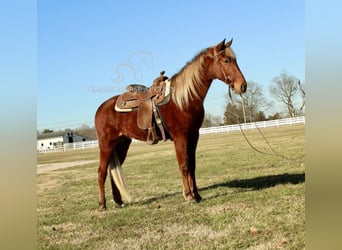 Tennessee Walking Horse, Castrone, 3 Anni, 163 cm, Sauro ciliegia