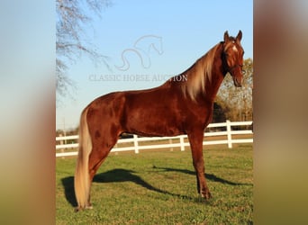 Tennessee Walking Horse, Castrone, 3 Anni, 163 cm, Sauro ciliegia