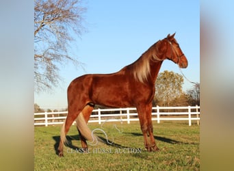 Tennessee Walking Horse, Castrone, 3 Anni, 163 cm, Sauro ciliegia