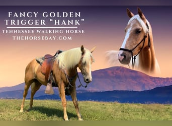 Tennessee Walking Horse, Castrone, 3 Anni, Palomino