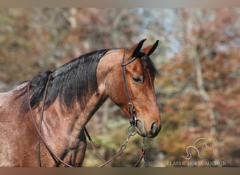 Tennessee Walking Horse, Castrone, 4 Anni, 142 cm, Baio ciliegia