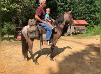 Tennessee Walking Horse, Castrone, 4 Anni, 142 cm, Baio ciliegia