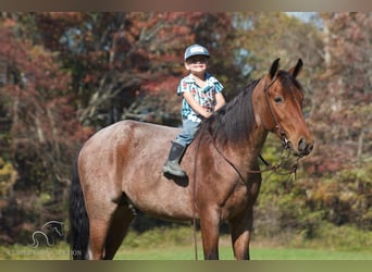 Tennessee Walking Horse, Castrone, 4 Anni, 142 cm, Baio ciliegia