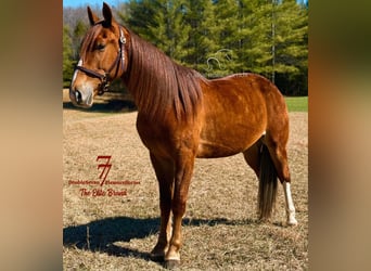 Tennessee Walking Horse, Castrone, 4 Anni, 142 cm, Sauro ciliegia