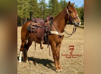 Tennessee Walking Horse, Castrone, 4 Anni, 142 cm, Sauro ciliegia