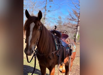 Tennessee Walking Horse, Castrone, 4 Anni, 142 cm, Sauro ciliegia