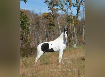 Tennessee Walking Horse, Castrone, 4 Anni, 142 cm, Tobiano-tutti i colori