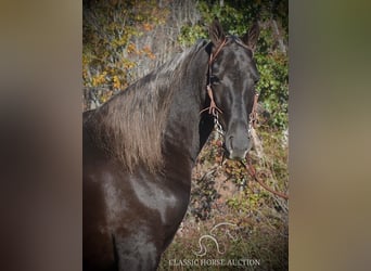 Tennessee Walking Horse, Castrone, 4 Anni, 152 cm, Baio