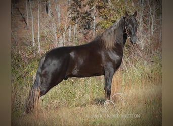 Tennessee Walking Horse, Castrone, 4 Anni, 152 cm, Baio