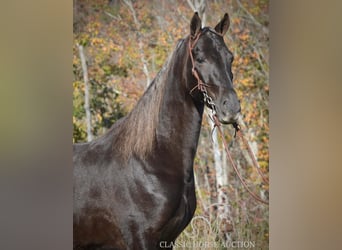 Tennessee Walking Horse, Castrone, 4 Anni, 152 cm, Baio