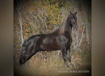 Tennessee Walking Horse, Castrone, 4 Anni, 152 cm, Baio