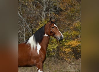 Tennessee Walking Horse, Castrone, 4 Anni, 152 cm, Baio ciliegia