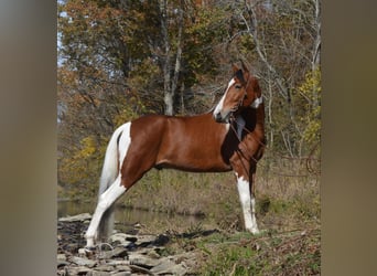 Tennessee Walking Horse, Castrone, 4 Anni, 152 cm, Baio ciliegia