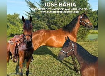 Tennessee Walking Horse, Castrone, 4 Anni, 152 cm, Baio ciliegia