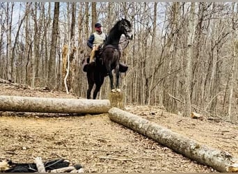 Tennessee Walking Horse, Castrone, 4 Anni, 152 cm, Roano blu