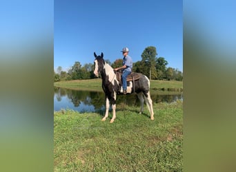 Tennessee Walking Horse, Castrone, 4 Anni, 152 cm, Tobiano-tutti i colori