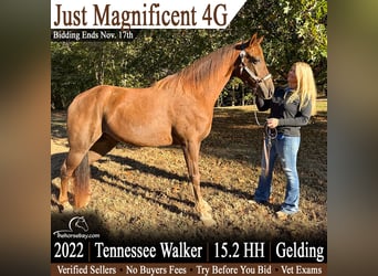 Tennessee Walking Horse, Castrone, 4 Anni, 157 cm, Sauro ciliegia